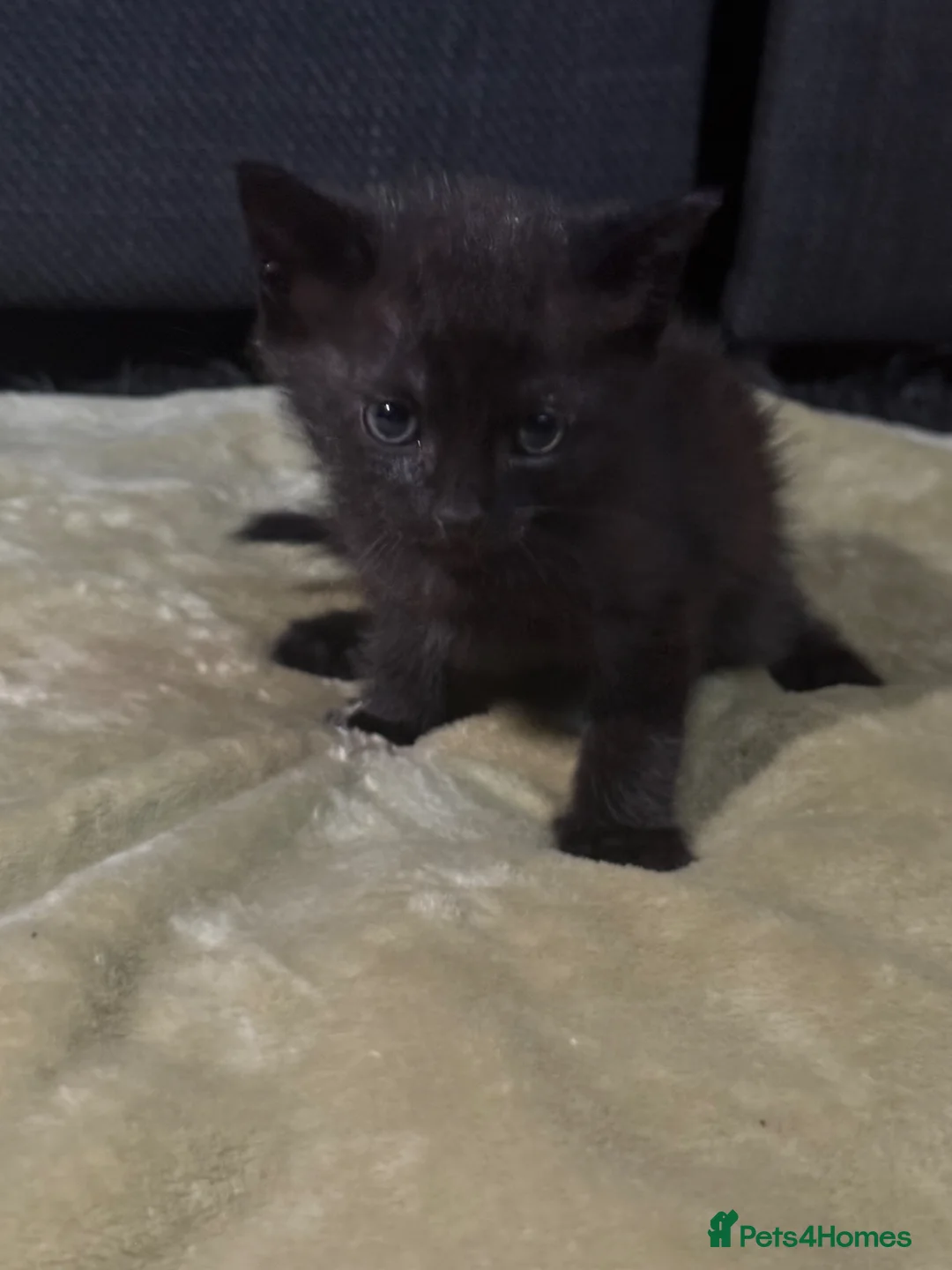 Siamese cats for sale: 3 LEFT!! 1/2 stunning Siamese Kittens  - Advert 7