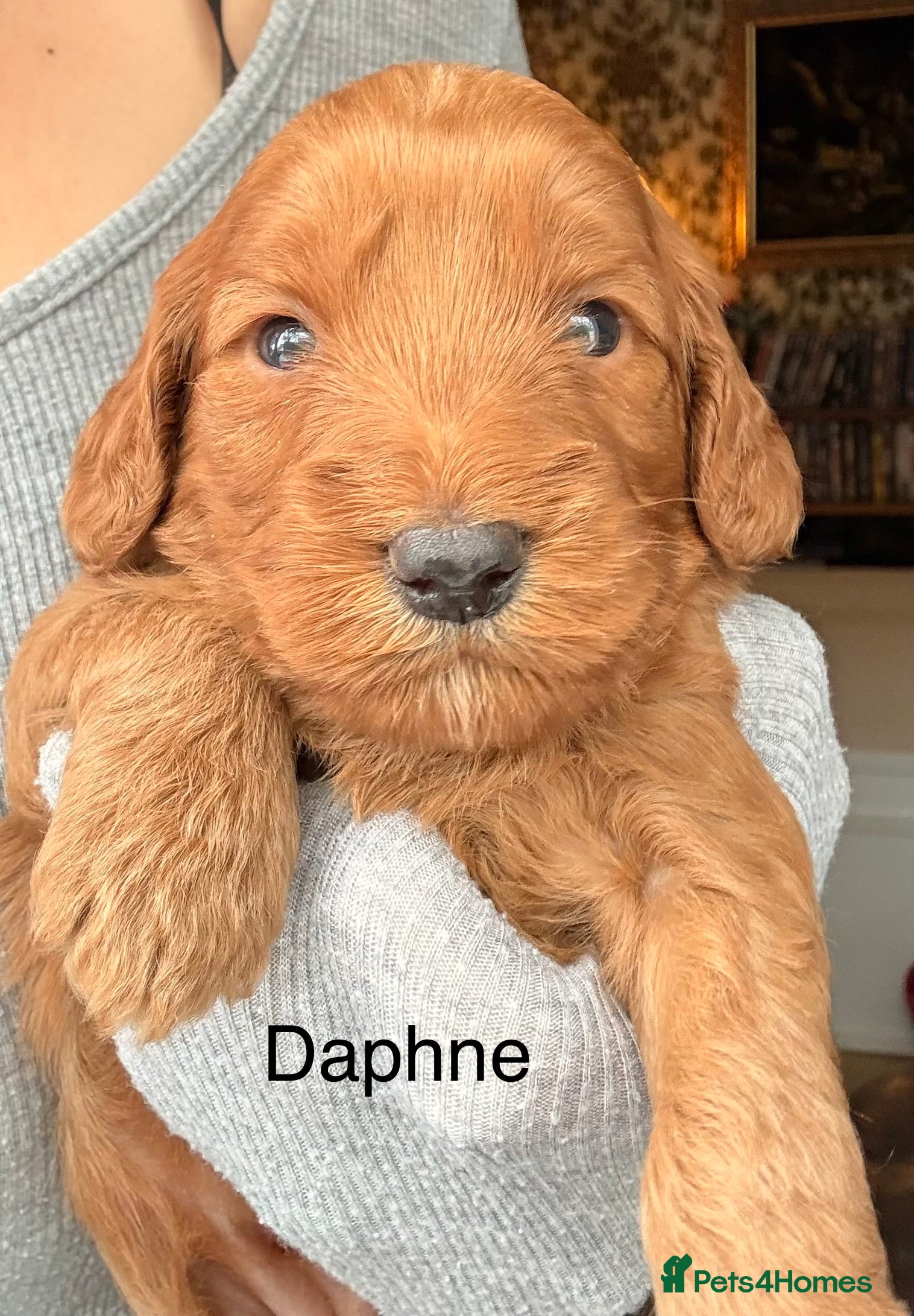 Cockapoo dogs Radiant red F2b cockapoos  - Advert 7