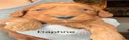 Cockapoo dogs for sale: Radiant red F2b cockapoos  - Advert 1