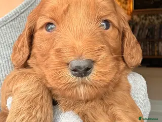 Cockapoo dogs Radiant red F2b cockapoos - Advert 2