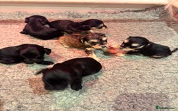 Cockapoo dogs for sale: FI STUNNING SHOW COCKERPOO PUPS  - Image 2