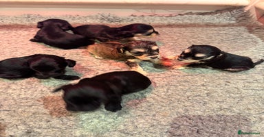 Cockapoo dogs - Advert 7