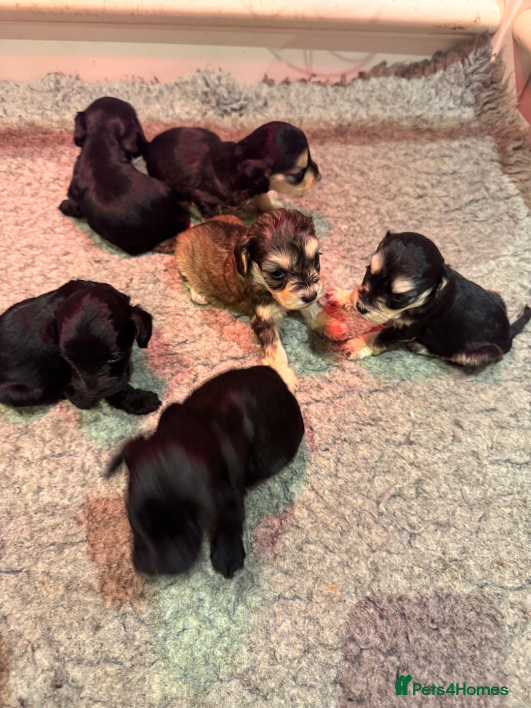 Cockapoo dogs for sale: FI STUNNING SHOW COCKERPOO PUPS  - Image 2