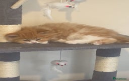 RagaMuffin cats for sale: Gorgeous long haired female  - Image 7