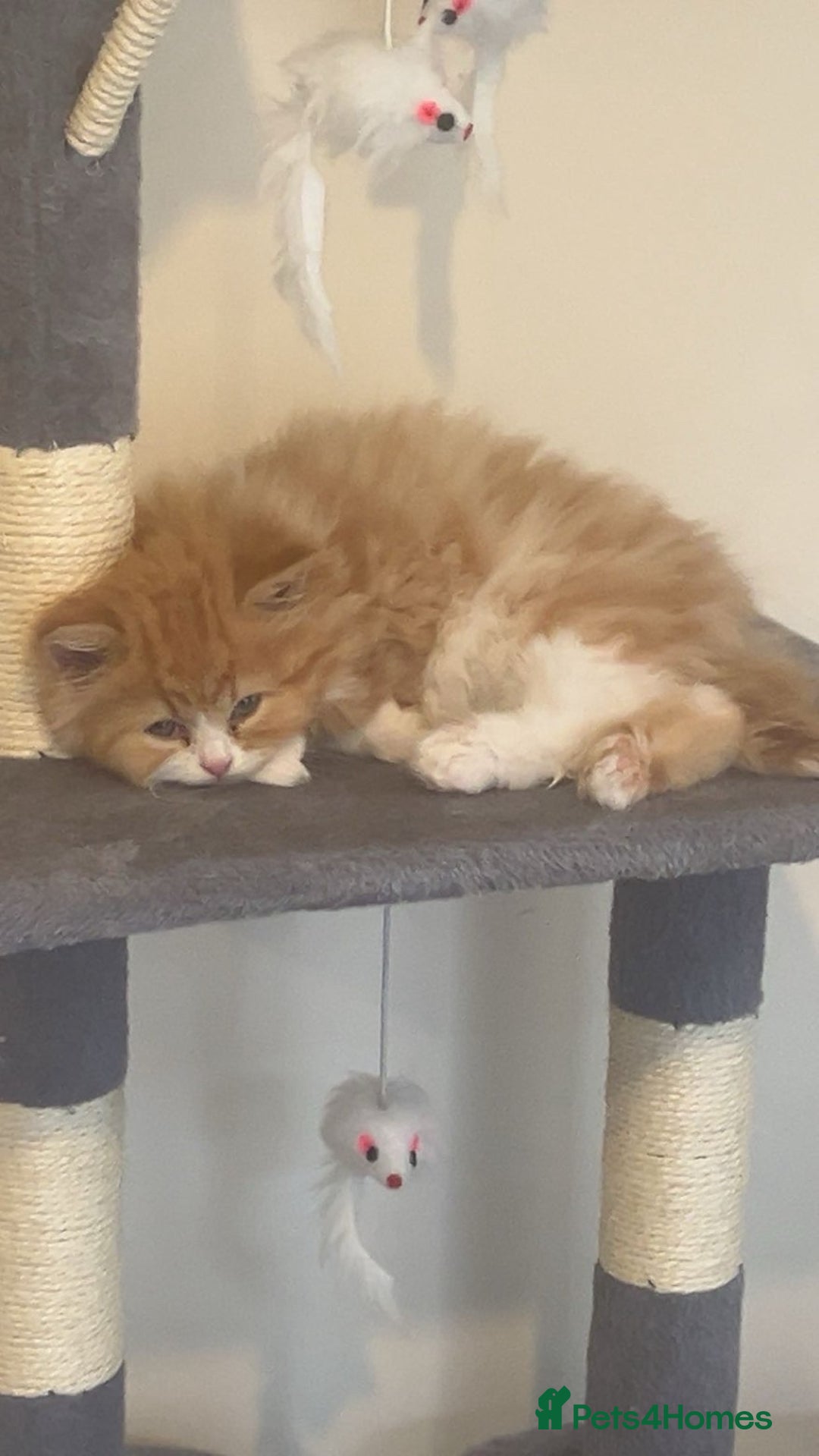 RagaMuffin cats for sale: Gorgeous long haired female  - Image 7