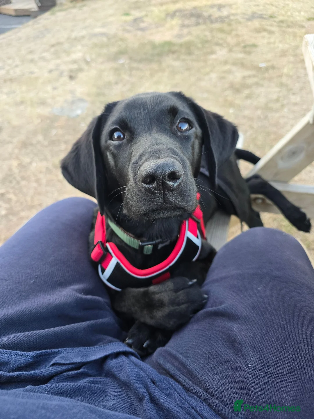 Labrador Retriever dogs for sale: Black Labrador Puppy (M) in Hope Valley - Advert 2
