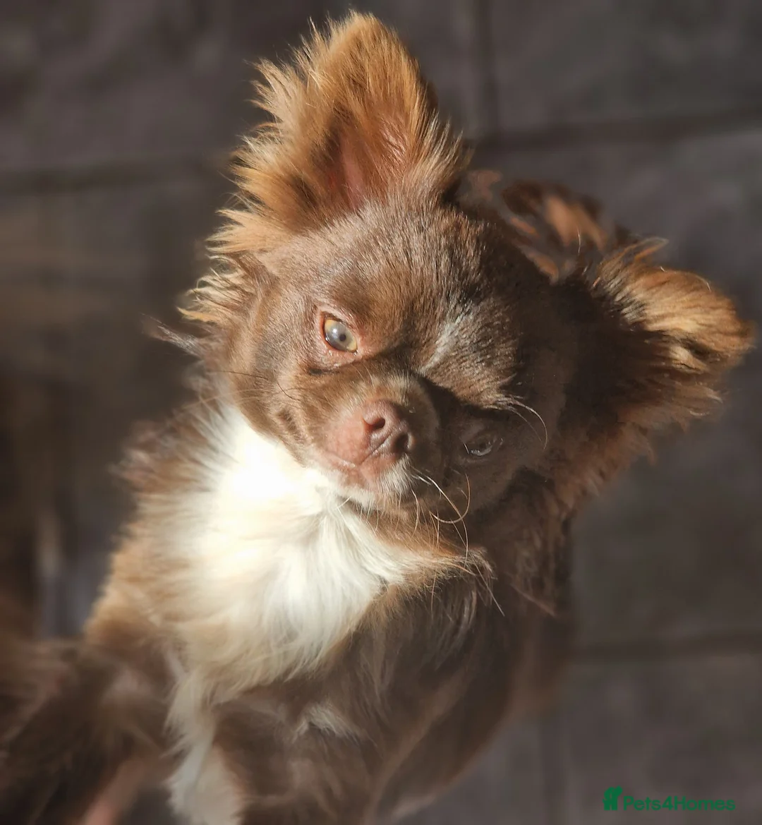 Chihuahua dogs for stud: Chihuahua Chocolate longhaired Stud  in Romford - Advert 18
