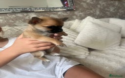 Pomchi dogs for sale: 5 beautiful xs pomchi (open to offers) - Image 3