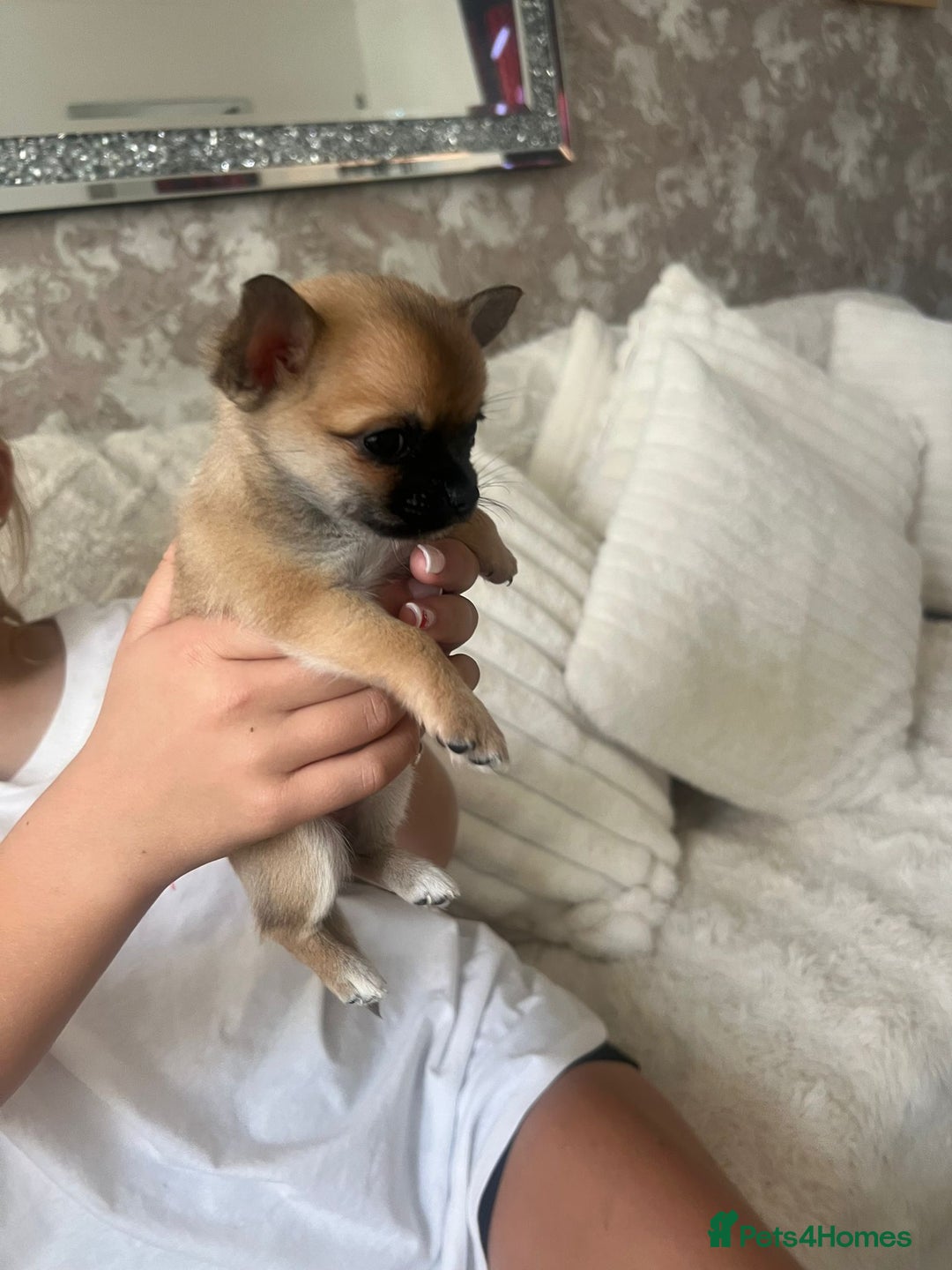 Pomchi dogs for sale: 5 beautiful xs pomchi (open to offers) - Image 3