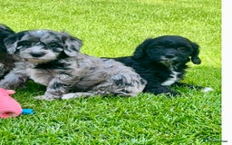 Cavapoo dogs for sale: Stunning Cavapoo puppies - Image 11