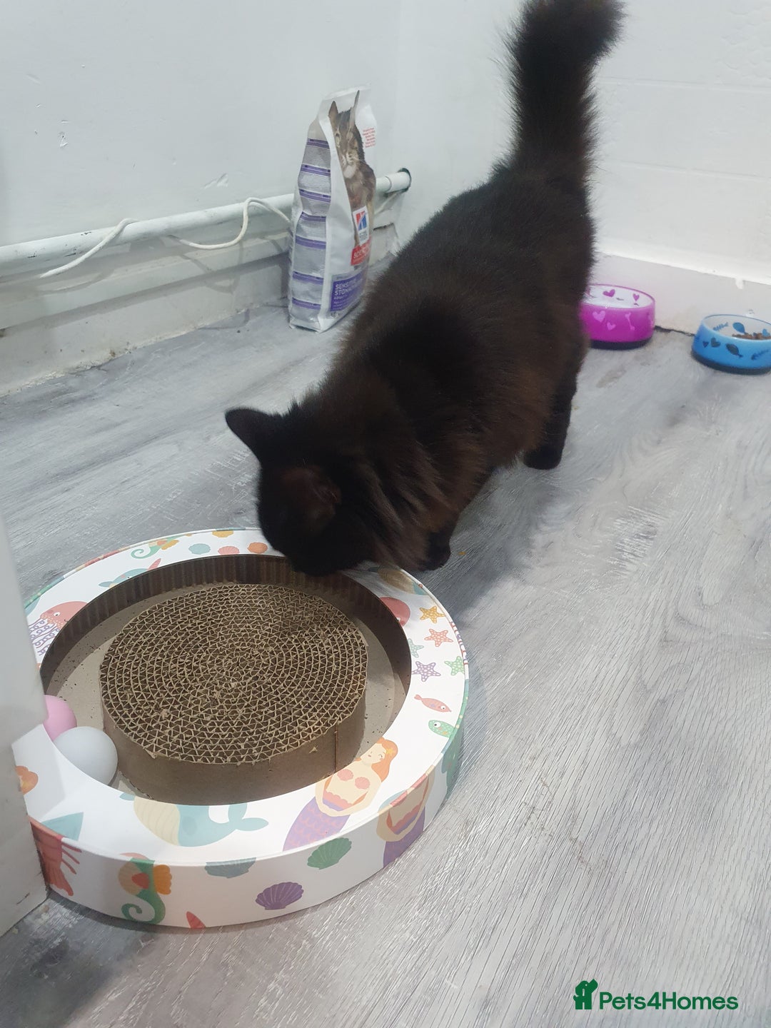 Mixed Breed cats for sale: Beautiful black cat 1 year old read description 🙏 - Advert 3