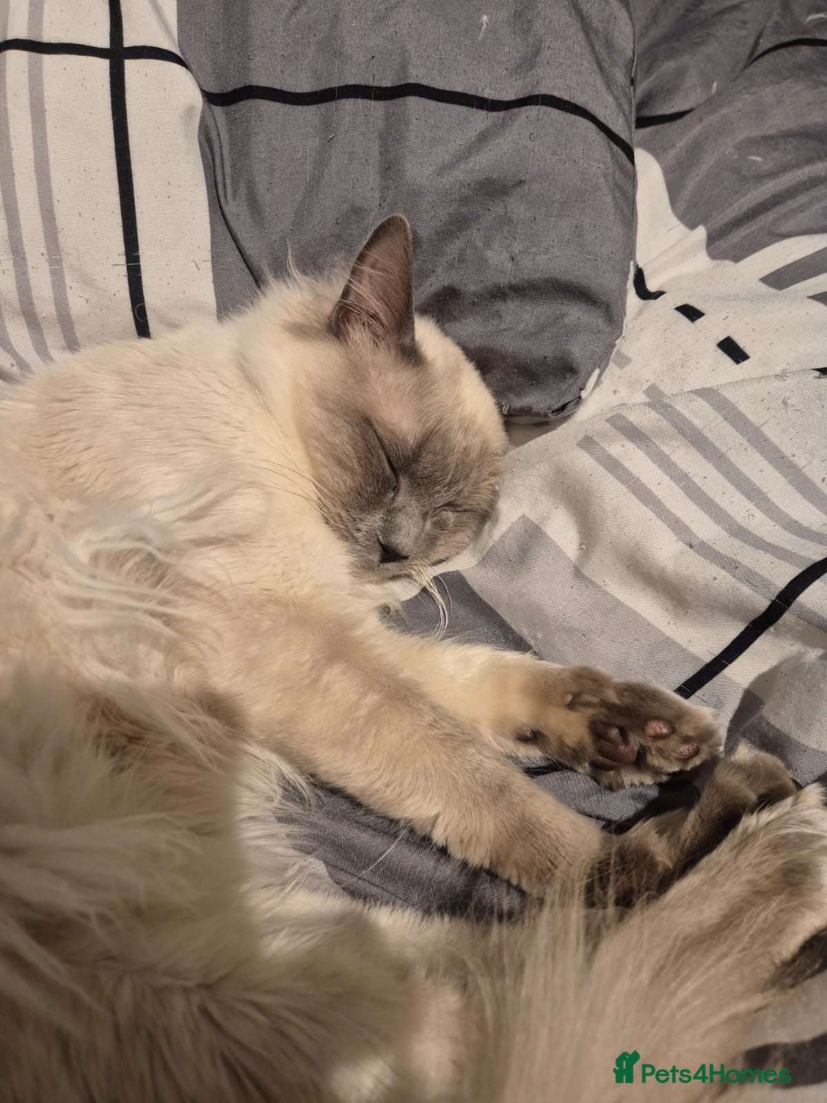 Ragdoll cats Stunning Male Ragdoll - Advert 1