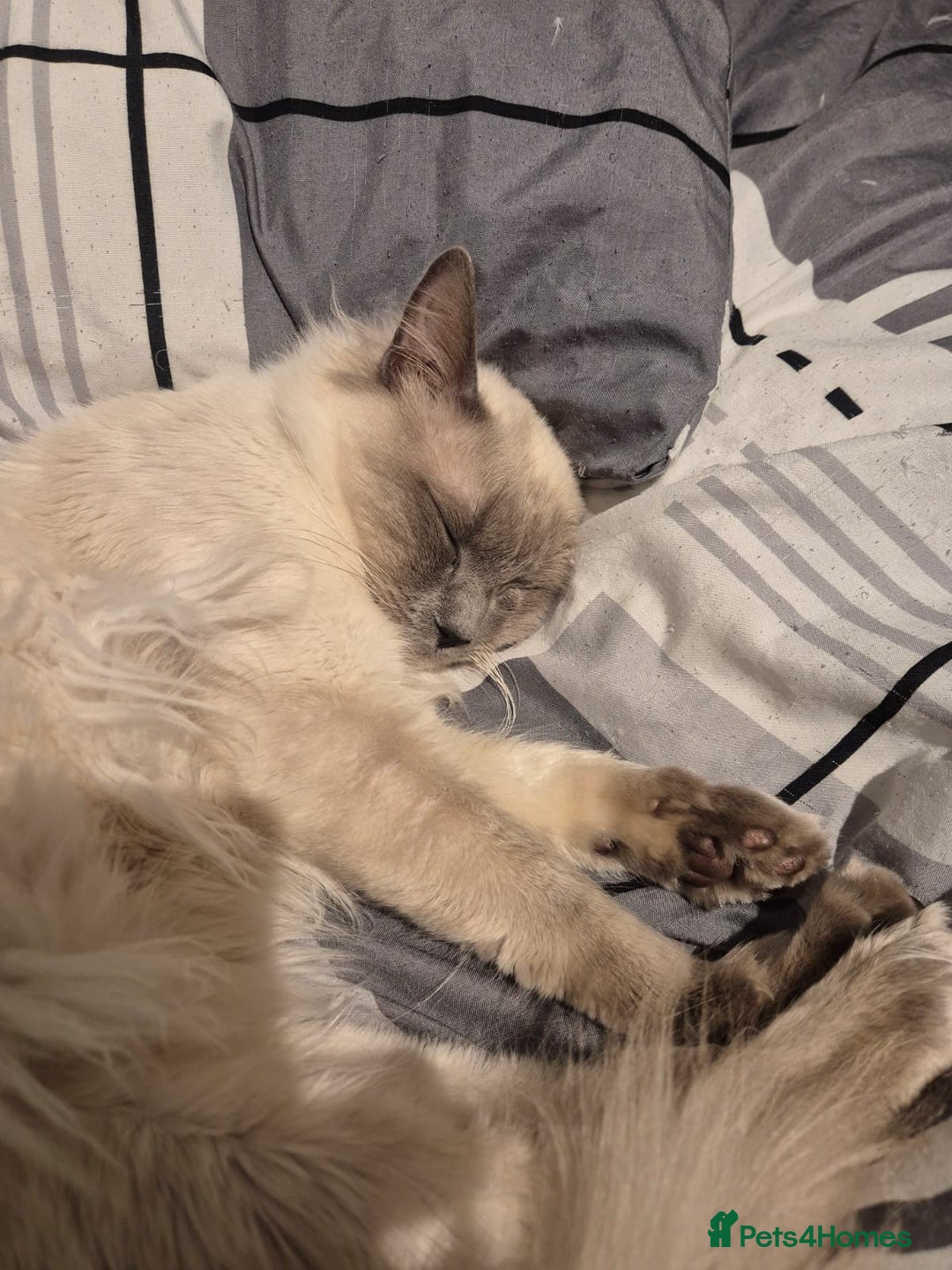 Ragdoll cats for sale: 9month old Ragdoll - Advert 5