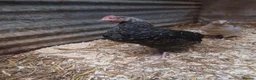 Hens poultry for sale: 1-12 weeks old Black Marren Hens Chicks Cockerals  - Advert 6
