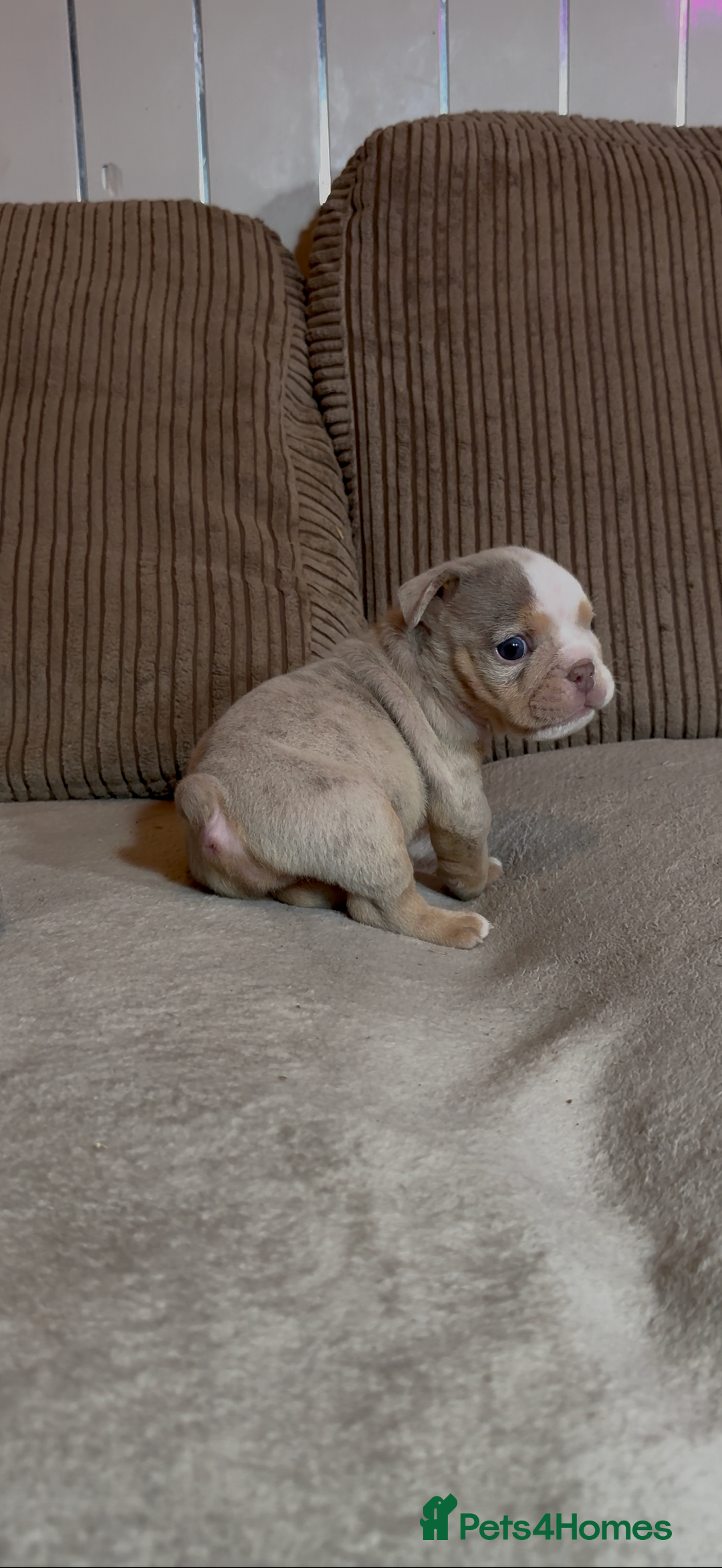English Bulldog dogs for sale: Quality Merle puppies 🐶 🔥 🔥 🔥  - Advert 4