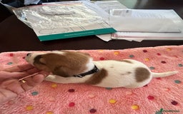 Jack Russell dogs for sale: Quality Smooth Coated Short Legged JRT's - Image 9