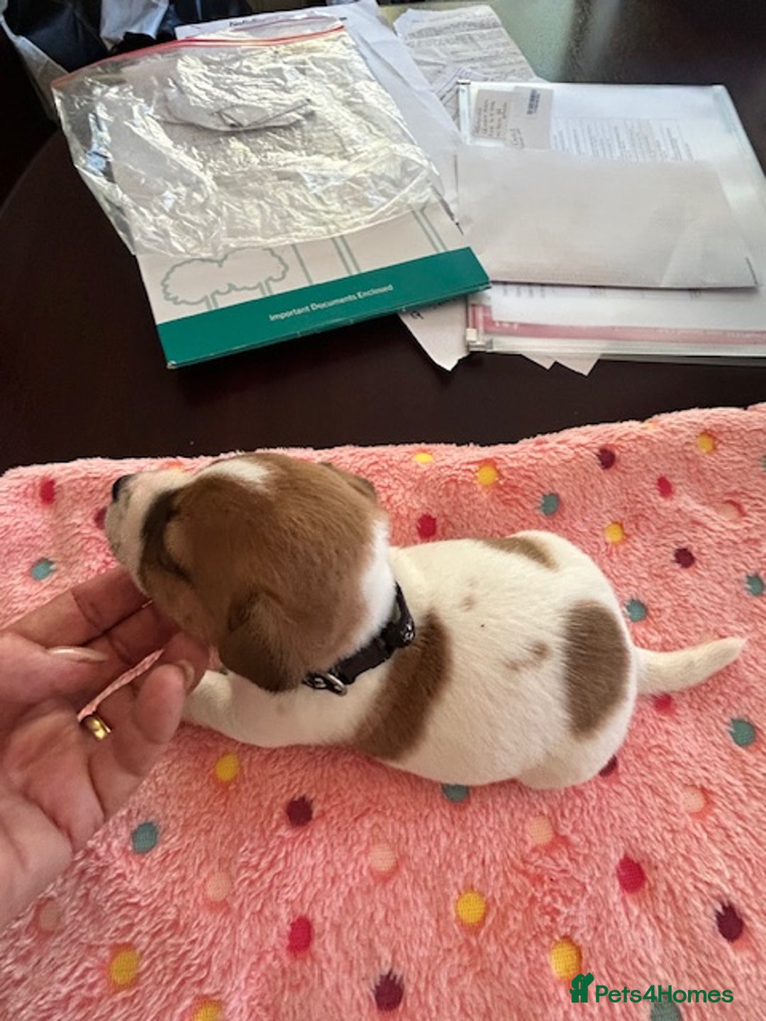 Jack Russell dogs for sale: Quality Smooth Coated Short Legged JRT's - Image 9