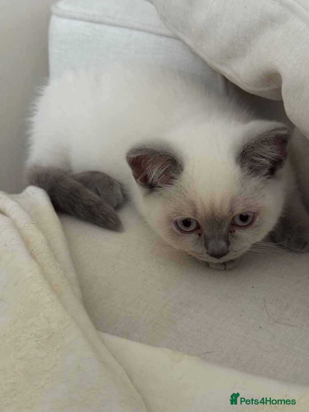 British Shorthair cats for sale: Beautiful Blue-Eyed British Shorthair Kitten - Advert 2