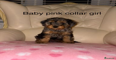 Cavapoo dogs - Advert 5