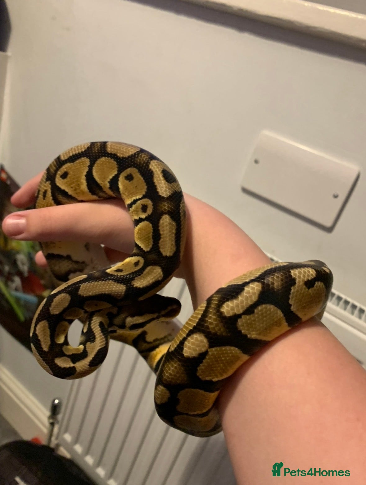 Python Snake reptiles Male Ball python need gone ASAP free - Advert 1