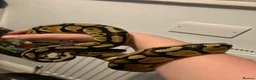 Python Snake reptiles for sale: Male Ball python need gone ASAP free - Advert 1