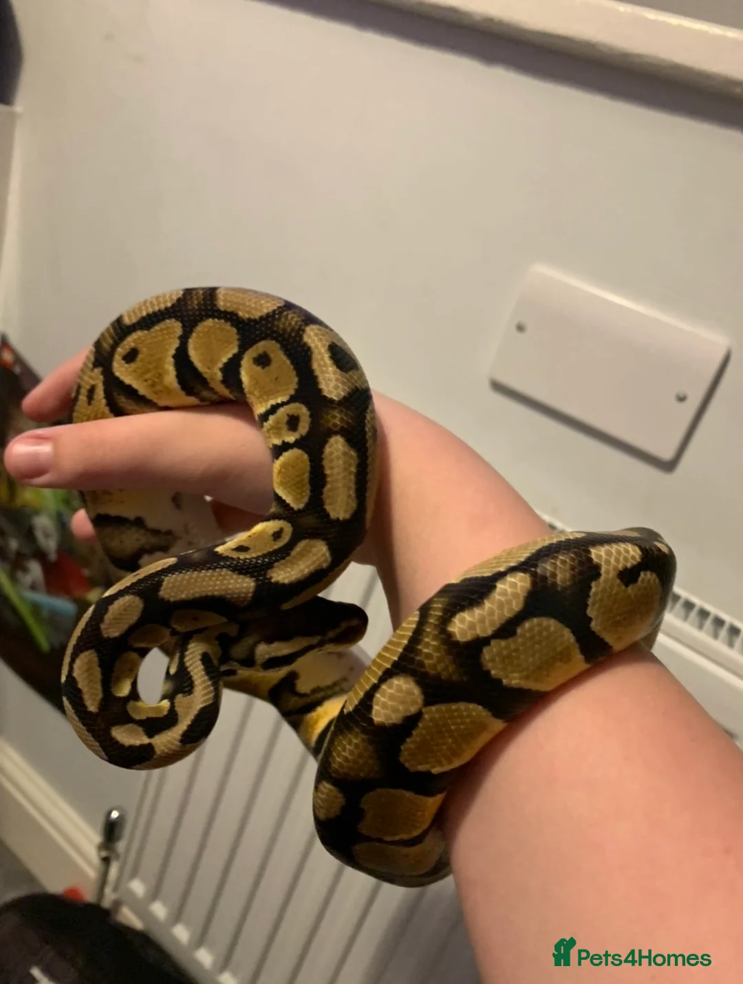 Python Snake reptiles for sale: Male Ball python need gone ASAP free - Advert 1