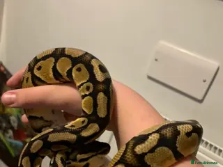 Python Snake reptiles Male Ball python need gone ASAP free - Advert 1