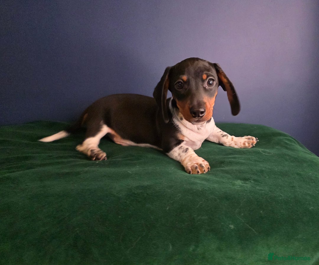 Dachshund dogs for sale: KC Registered Shorthaired dachshunds  - Advert 21