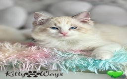 Ragdoll cats for sale: 🐾🩷*TICA REG* LYNX TABBY EU RAGDOLL KITTENS🩵🐾 - Image 8