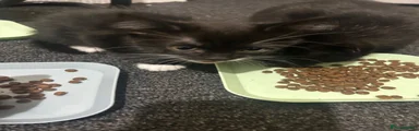 Mixed Breed 2