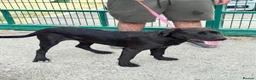 Cane Corso dogs for sale: 1 male 1 female cane  in Romford - Advert 8