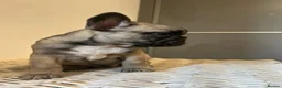 French Bulldog dogs for sale: Stunning frenchie boys  - Advert 31