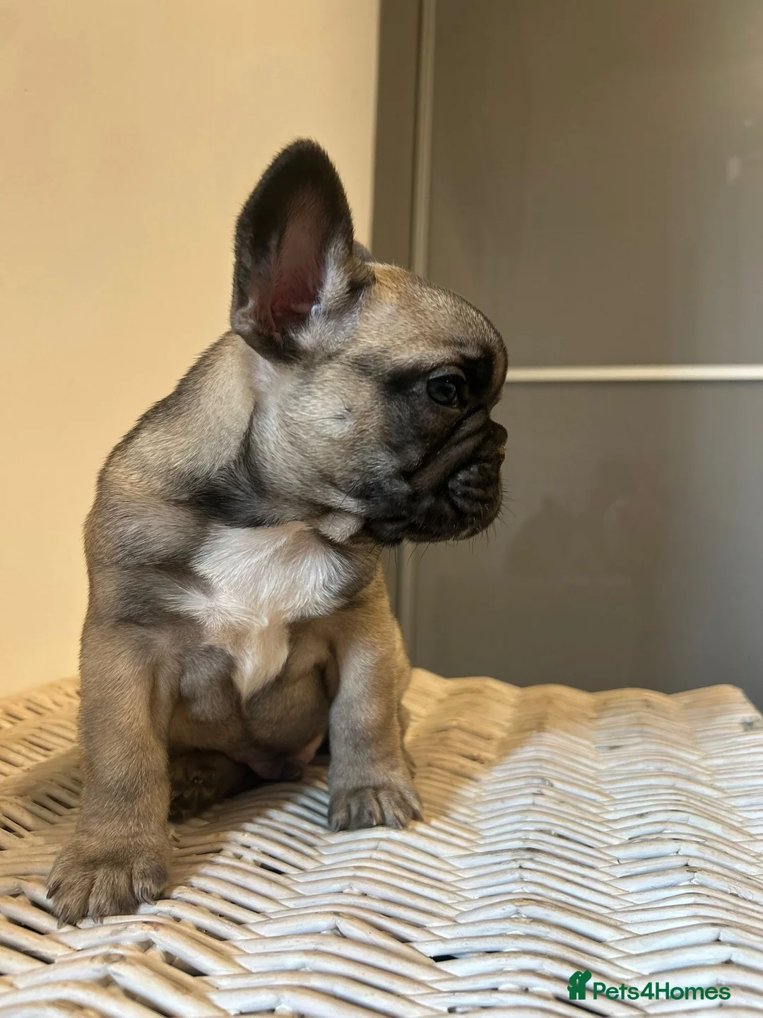 French Bulldog dogs for sale: Stunning frenchie boys  - Advert 31