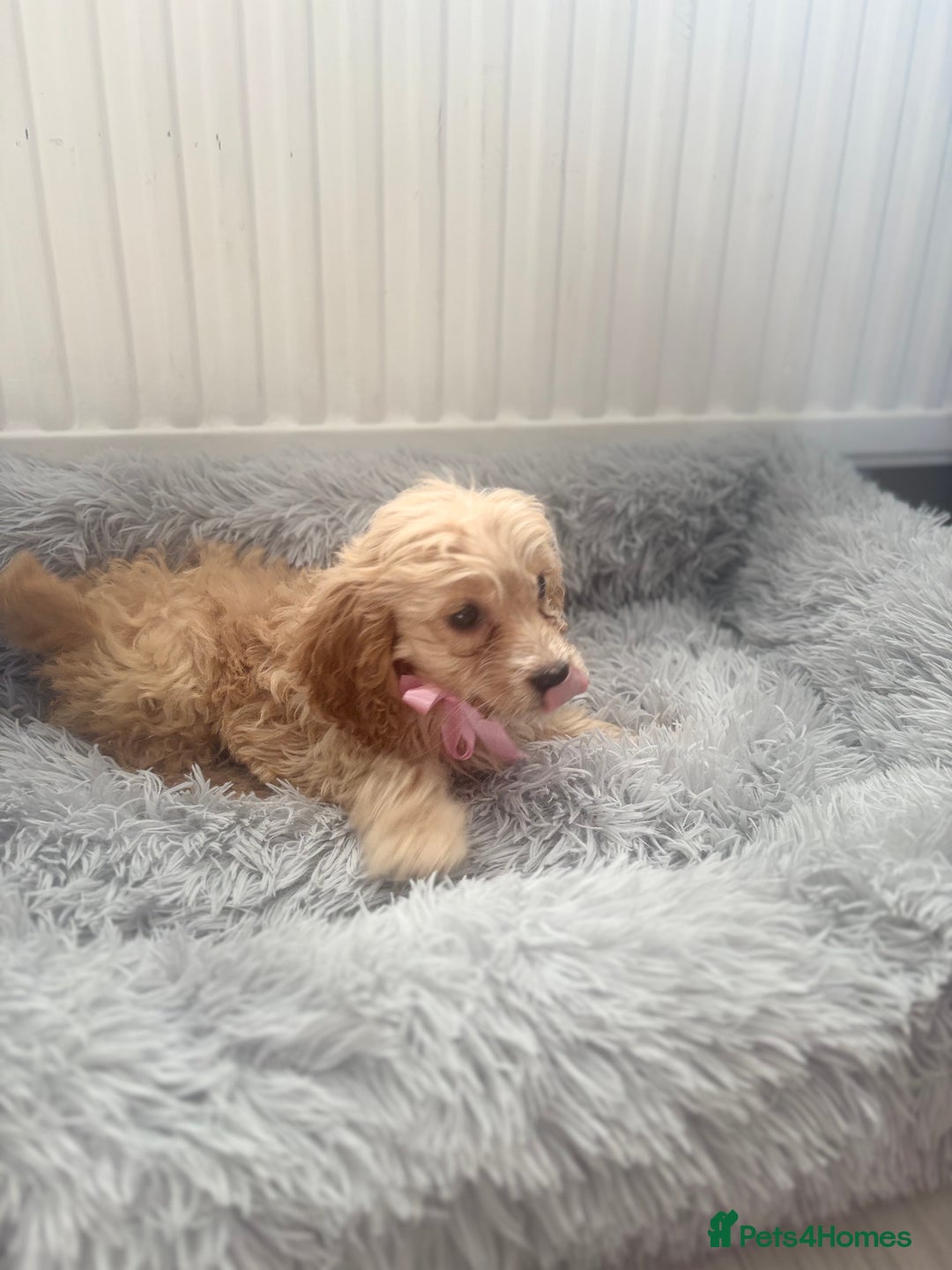 Cockapoo dogs for sale: Cockapoo Puppies - Image 14