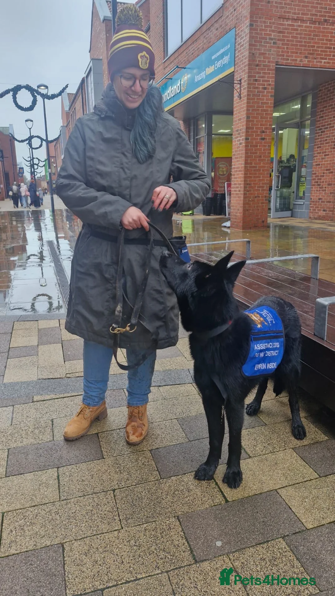 German Shepherd dogs for stud:  JET BLACK WORKING LINE GERMAN SHEPHERD AT STUD  - Advert 5