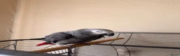 Parrots birds for sale: African grey - Advert 3