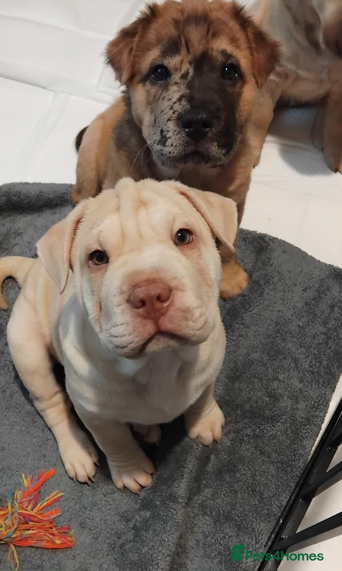 Mixed Breed dogs Shar pei x french bulldog (Frenchie-Pei)  - Advert 1