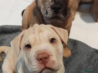 Mixed Breed dogs Shar pei x french bulldog (Frenchie-Pei) - Advert 1