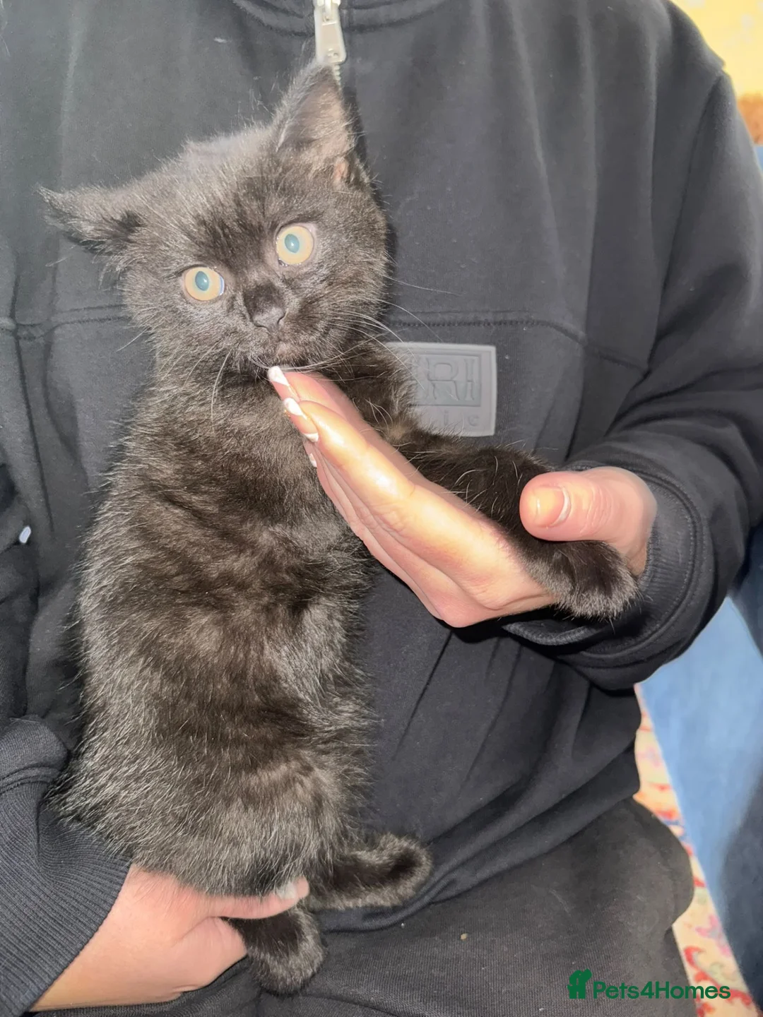 British Shorthair cats for sale: 2 black British shorthair kittens for sale in Pembroke Dock - Advert 2