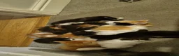 Domestic Shorthair cats for sale: 5 Gorgeous Kittens for Sale - Advert 2