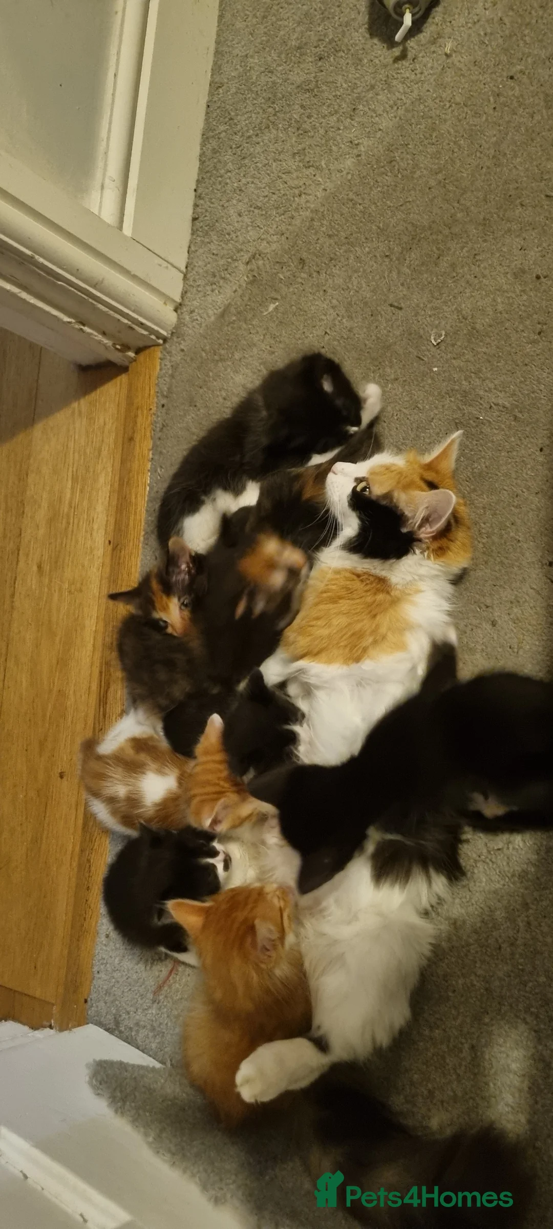 Domestic Shorthair cats for sale: 5 Gorgeous Kittens for Sale - Advert 2
