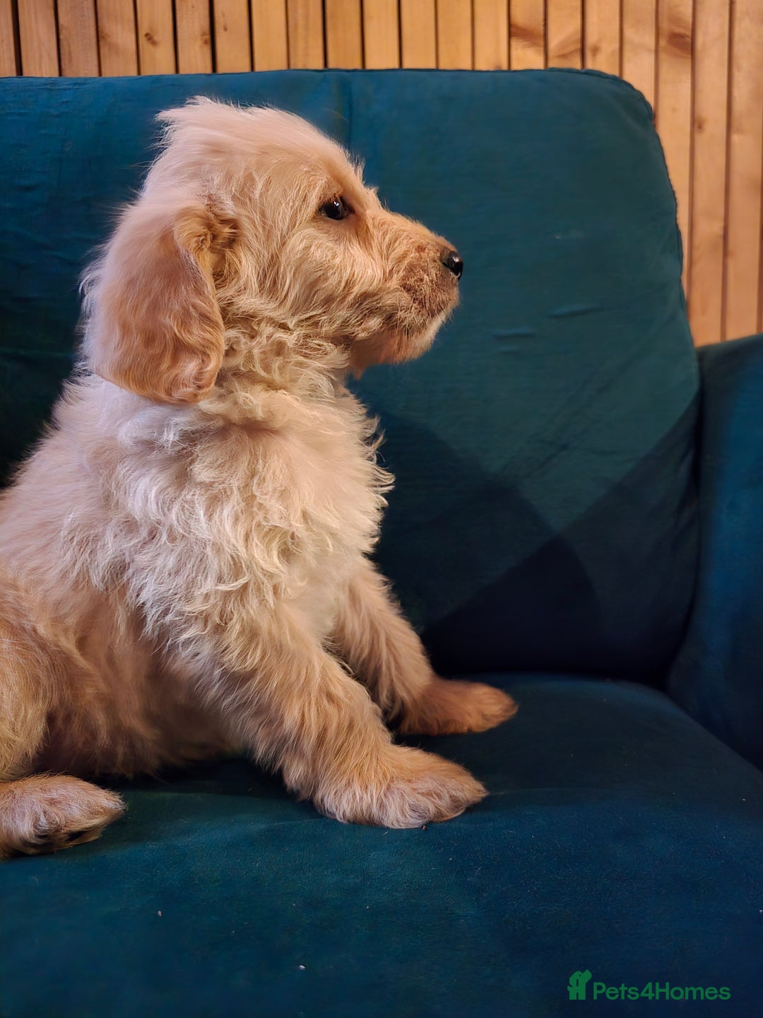 Labradoodle dogs for sale: Ready to go! gorgeous Teddy-Labradoodles - Advert 28