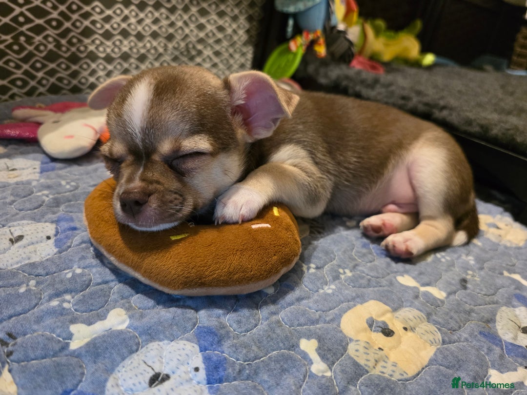 Chihuahua dogs for sale: Chihuahua Puppies 20TH  READY TO GO  - Advert 10