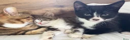 Mixed Breed cats for sale: Loving kittens for sale  in Irvine - Advert 10