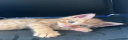 British Shorthair cats for sale: Stunning British short hair kittens - Advert 24