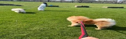 Chow Chow dogs for sale: Male Red Chow Chow - Advert 6