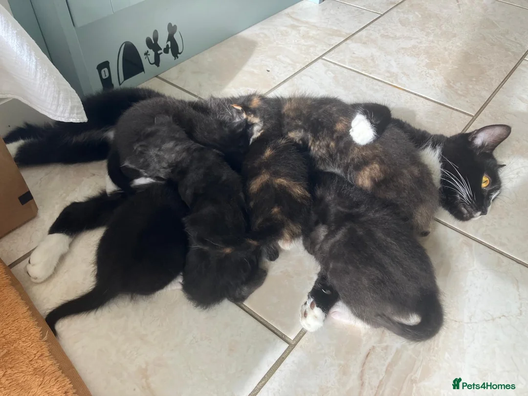 Mixed Breed cats for sale: Half maine coon kittens looking for a loving home - Advert 8
