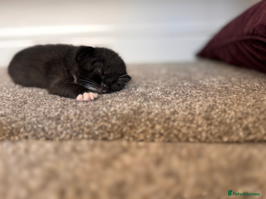 Mixed Breed cats for sale: 🐾 Half British Shorthair Kittens Available! 🐾 - Image 27