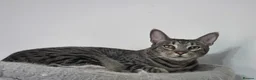 Savannah cats for sale: Beautiful silver female, electra, f6 savannah in London - Advert 6