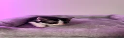 Ragdoll cats for sale: Ragdoll female cat - Advert 10